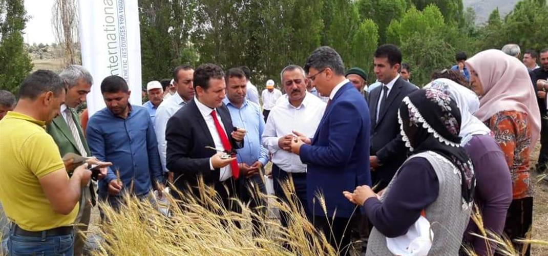 LOCAL WHEAT FIELD DAY WAS HELD IN NIĞDE PROVINCE.