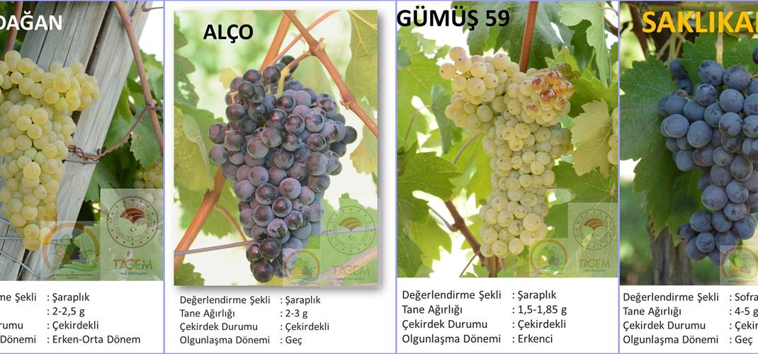 OUR FOUR NEW GRAPE VARIETIES HAVE BEEN REGISTERED